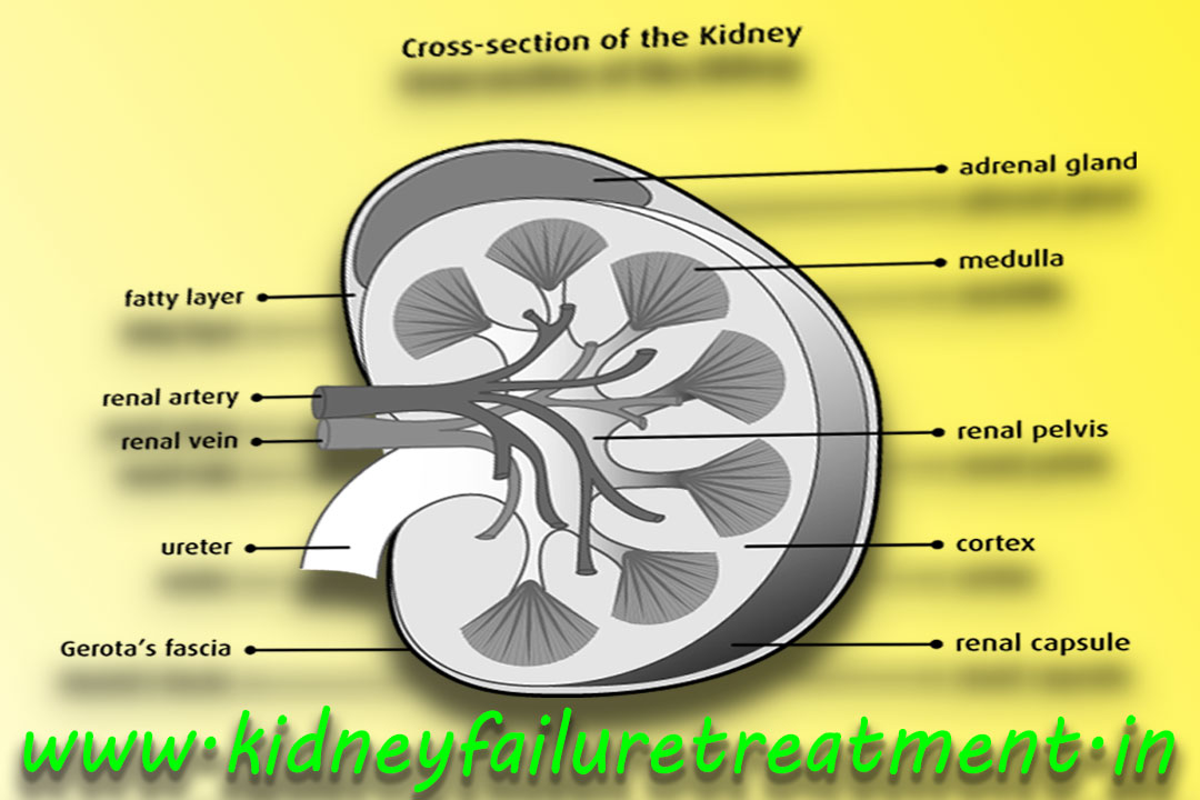 ayurvedic-doctor-kidney-failure-treatment-dehradun-uttarakhand