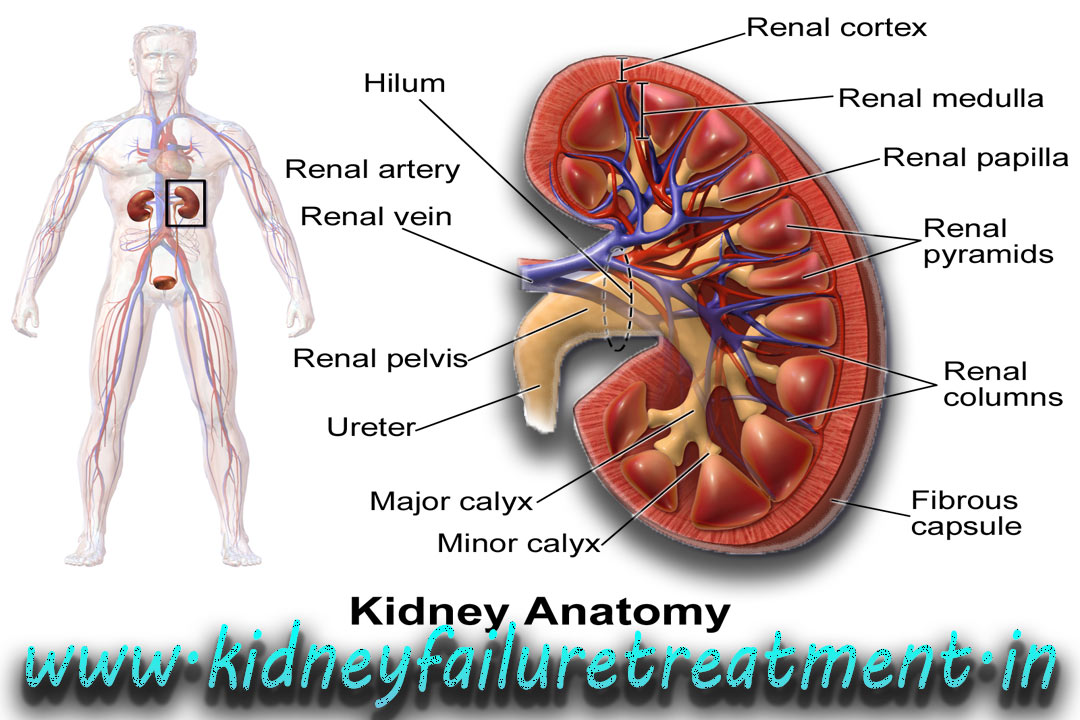 Ayurvedic treatment for chronic kidney disease