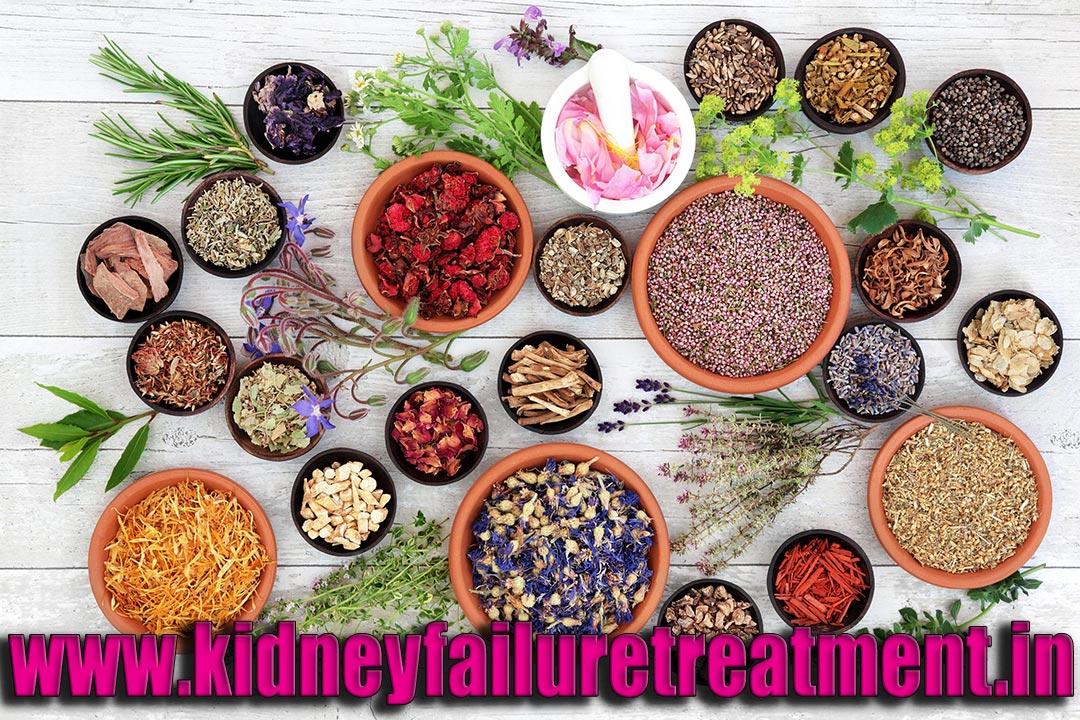 what does the kidney do types of kidney disease treatment