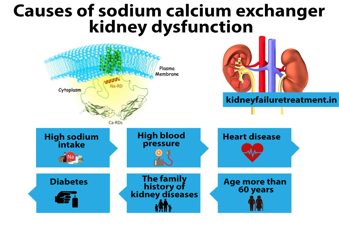 what is sodium calcium exchanger kidney