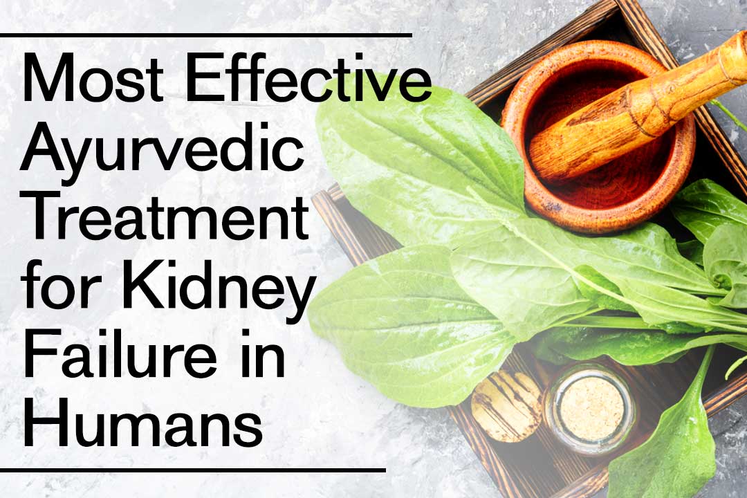 ayurvedic treatment for kidney failure in humans