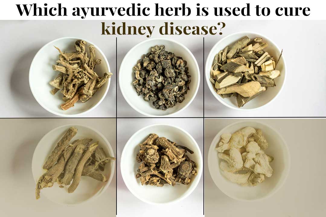 Which ayurvedic herb is used to cure kidney disease